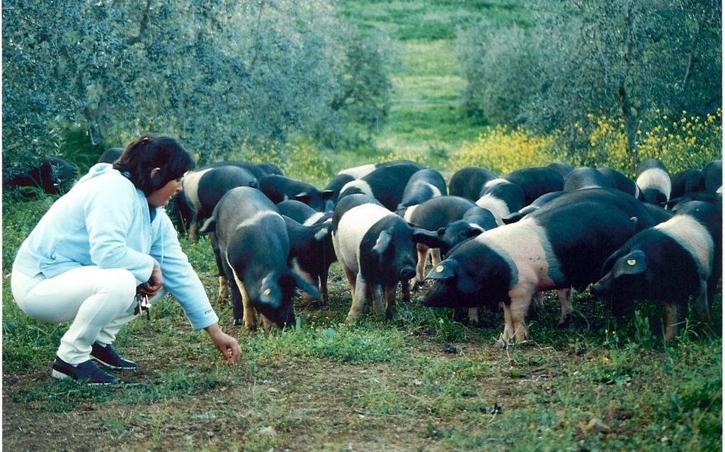 Agriturismo Scorgiano Kültér fotó